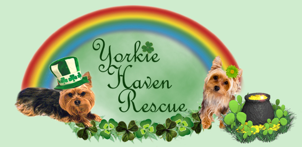 Yorkie Haven Rescue